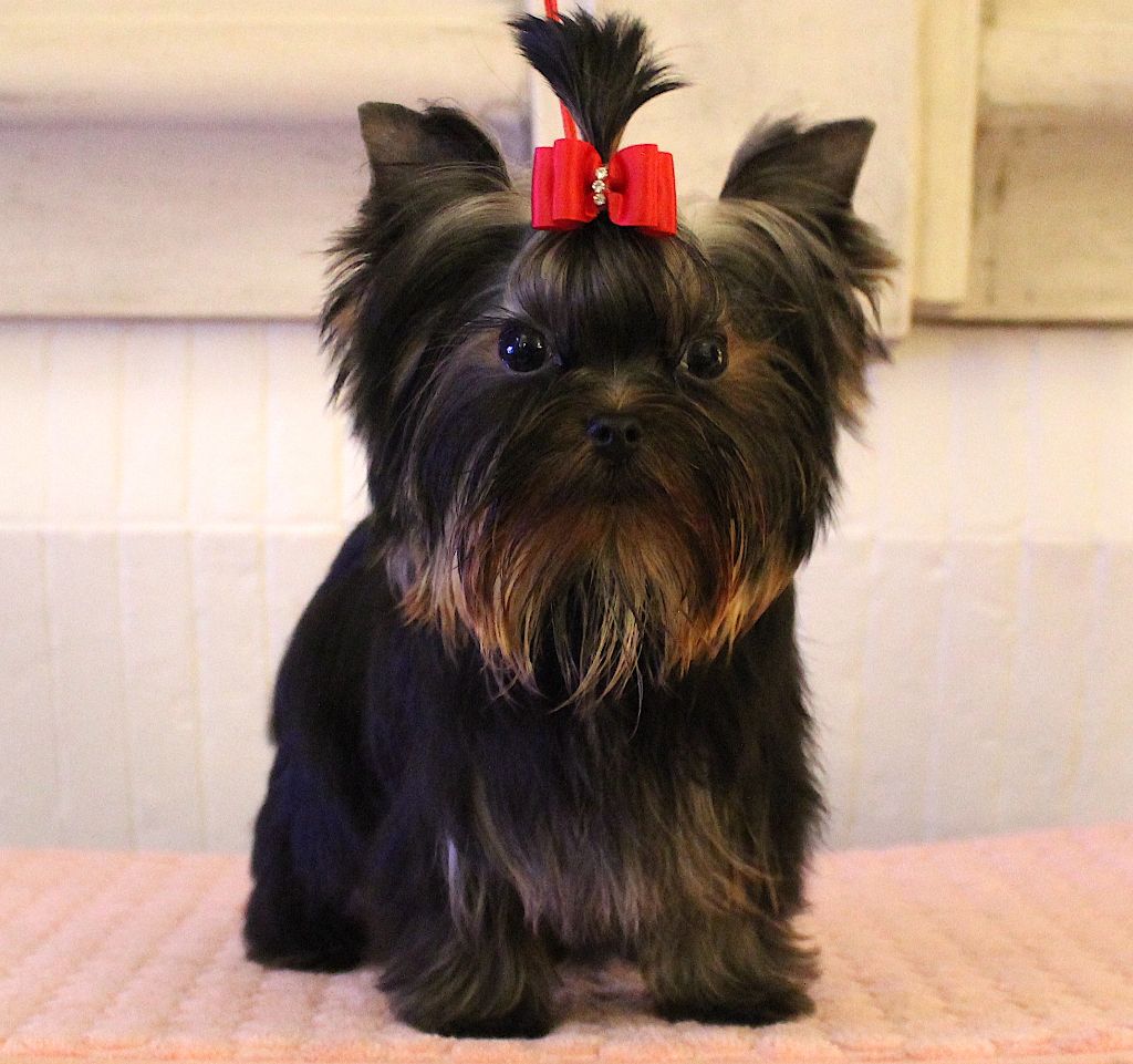 Iris de la Maison de Folie