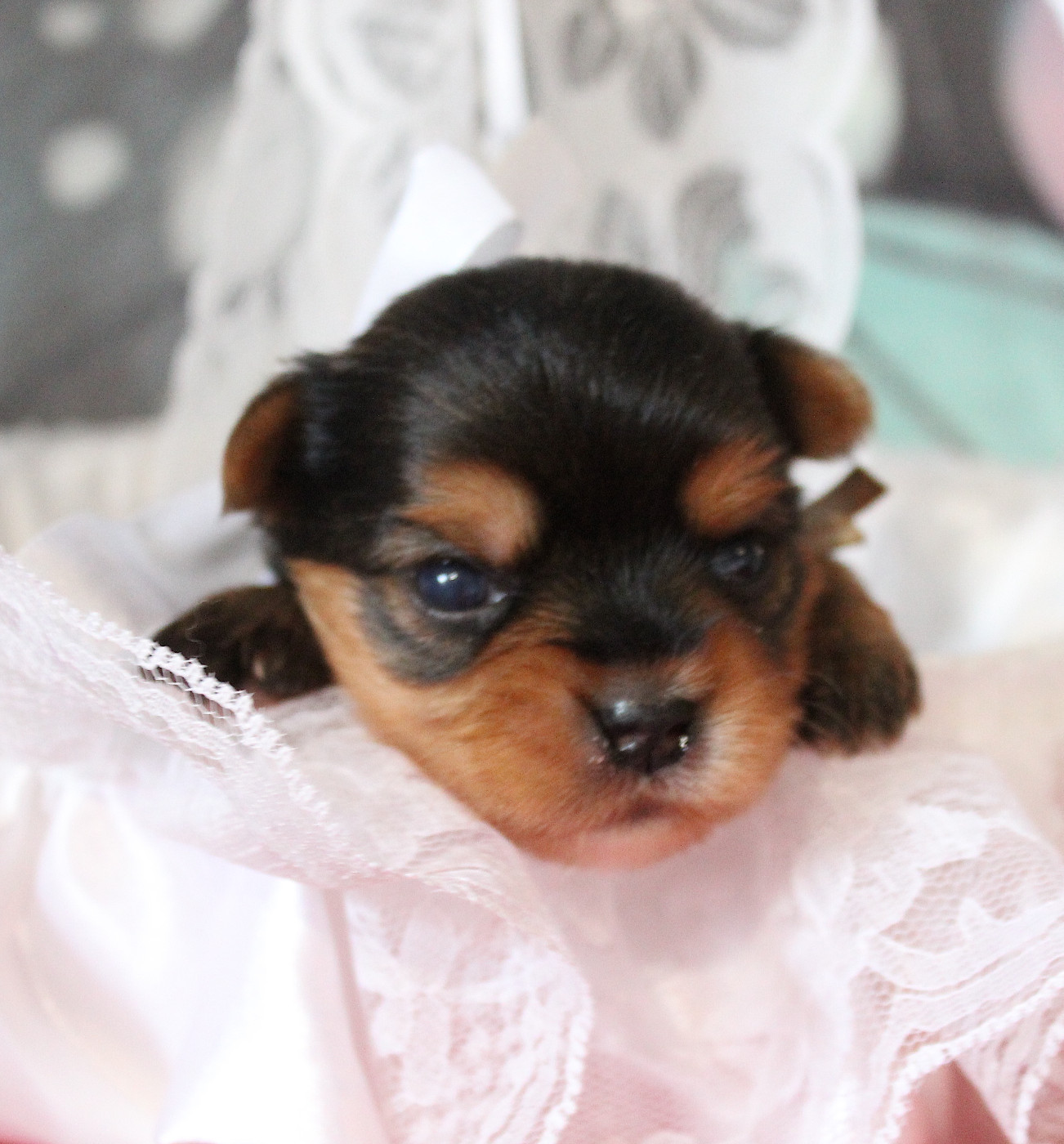 de La Maison De Folie - Chiots disponibles - Yorkshire Terrier