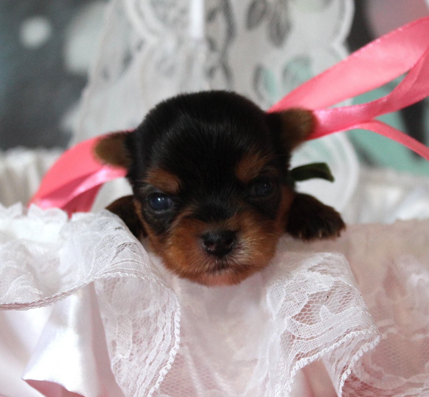 de La Maison De Folie - Chiots disponibles - Yorkshire Terrier