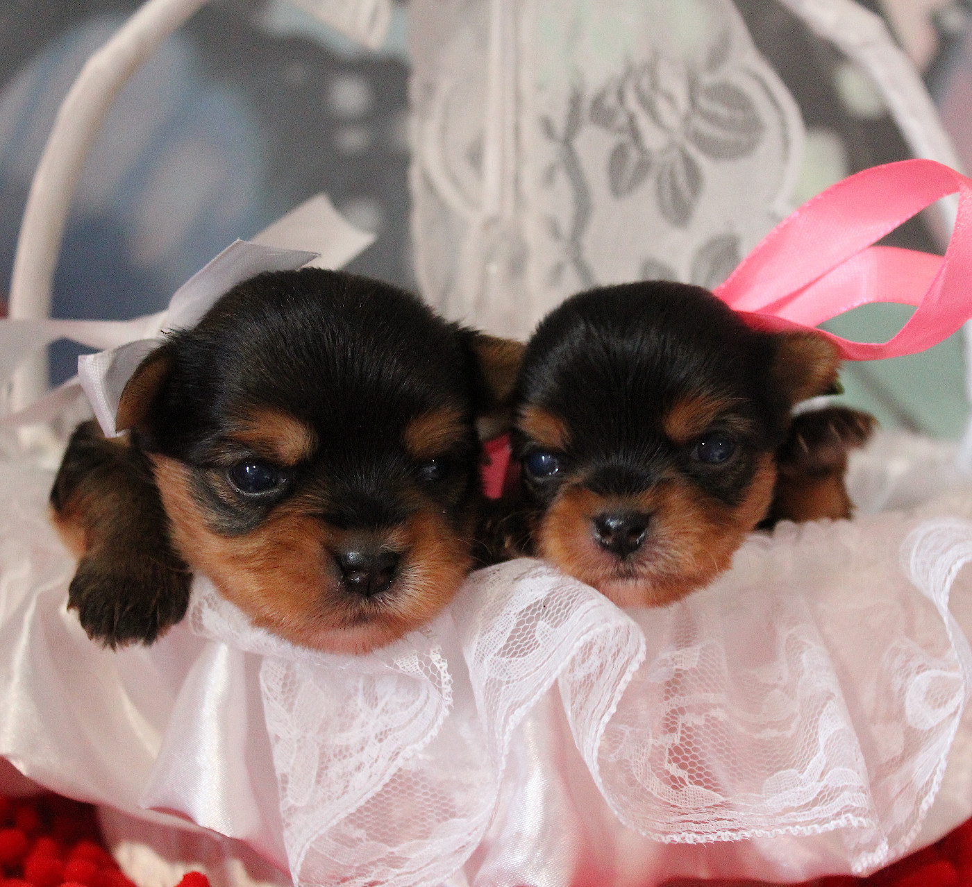 de La Maison De Folie - Yorkshire Terrier - Portée née le 28/12/2025