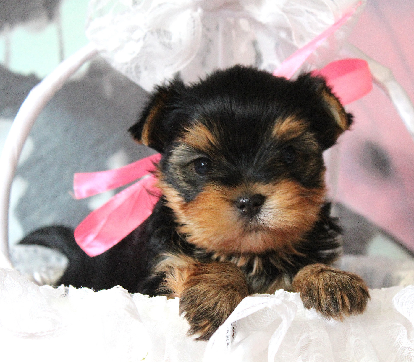 de La Maison De Folie - Chiots disponibles - Yorkshire Terrier