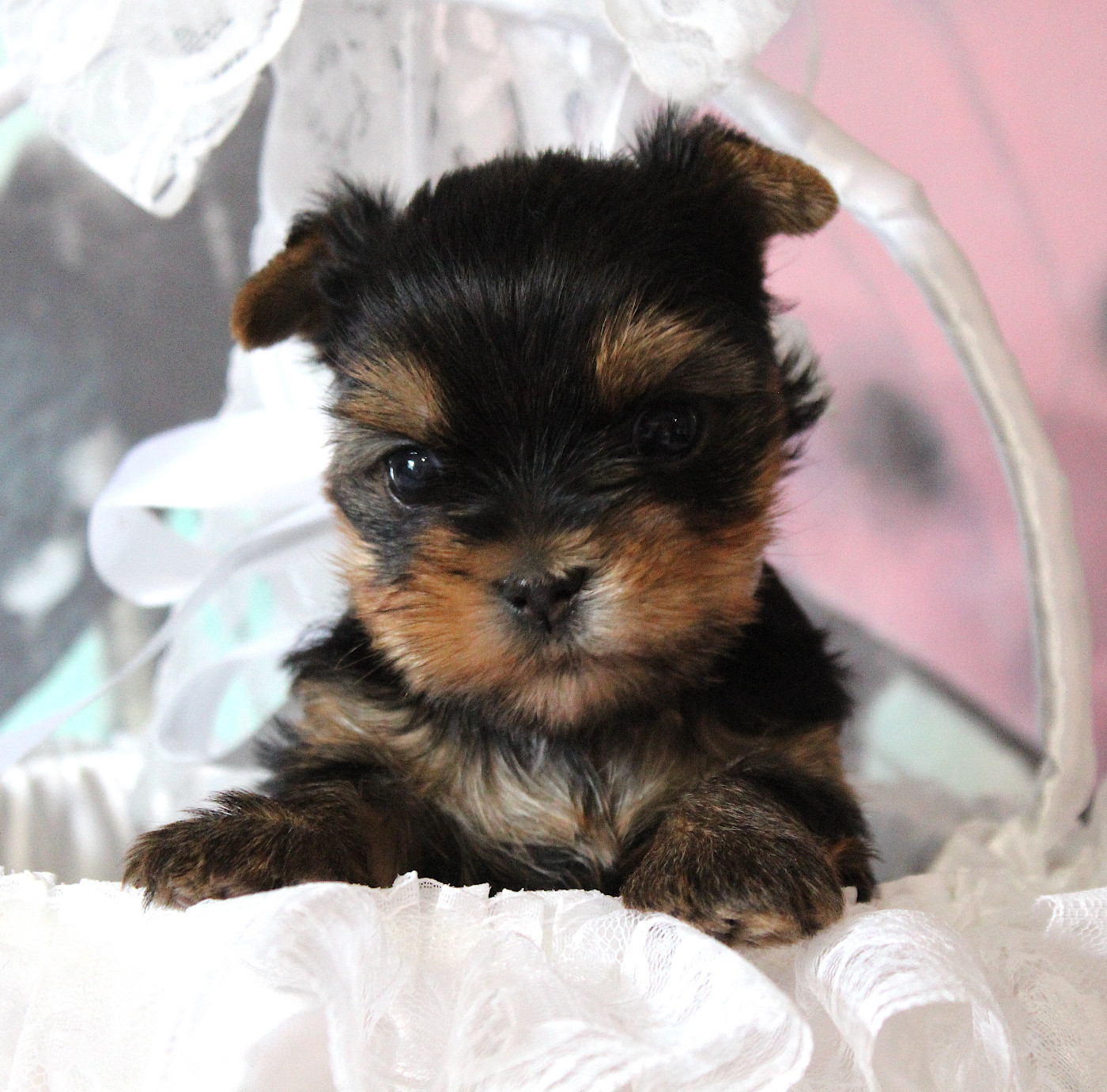 de La Maison De Folie - Chiots disponibles - Yorkshire Terrier