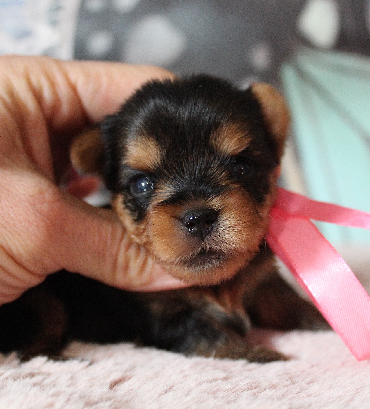 de La Maison De Folie - Chiots disponibles - Yorkshire Terrier