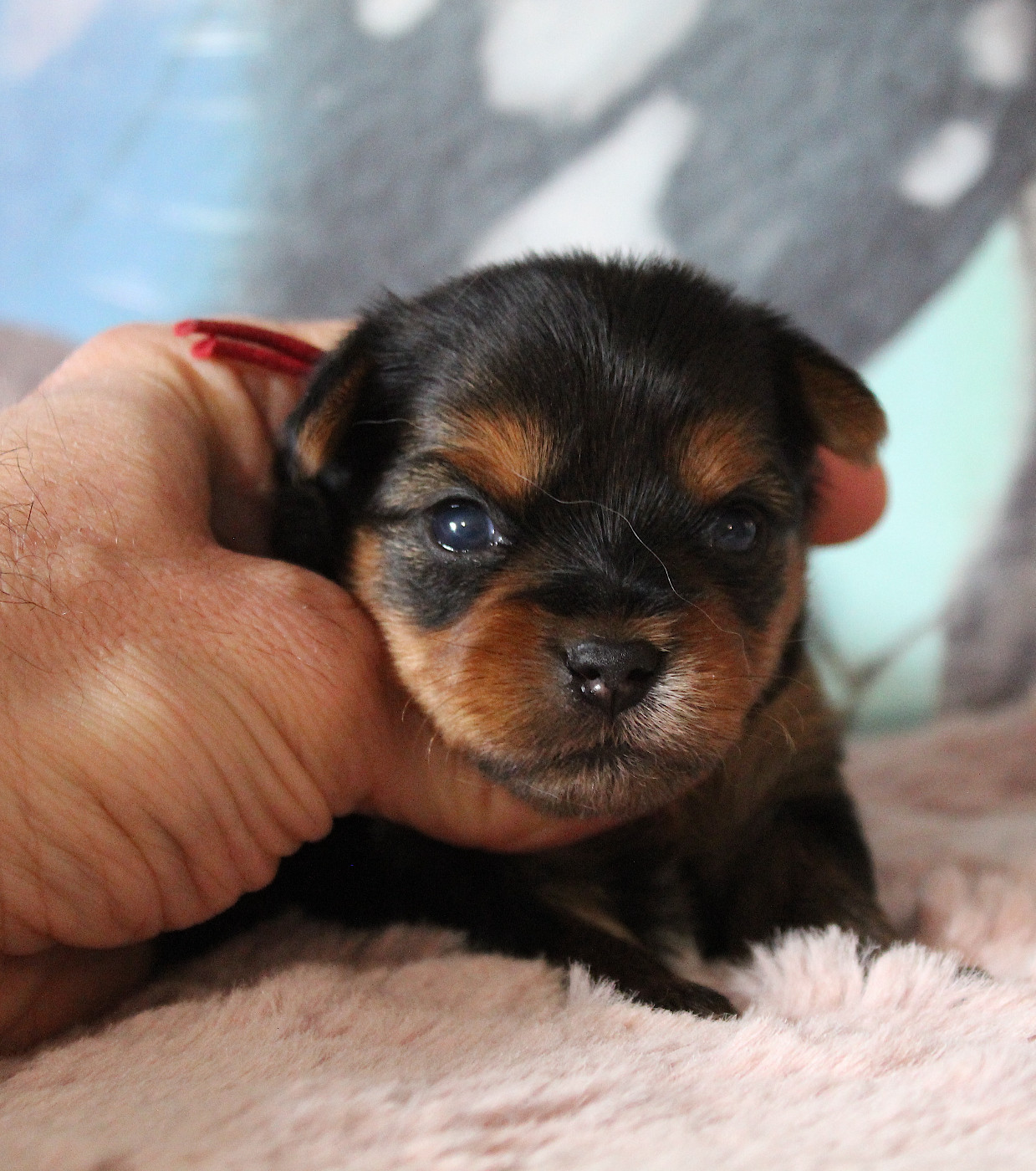 de La Maison De Folie - Chiots disponibles - Yorkshire Terrier