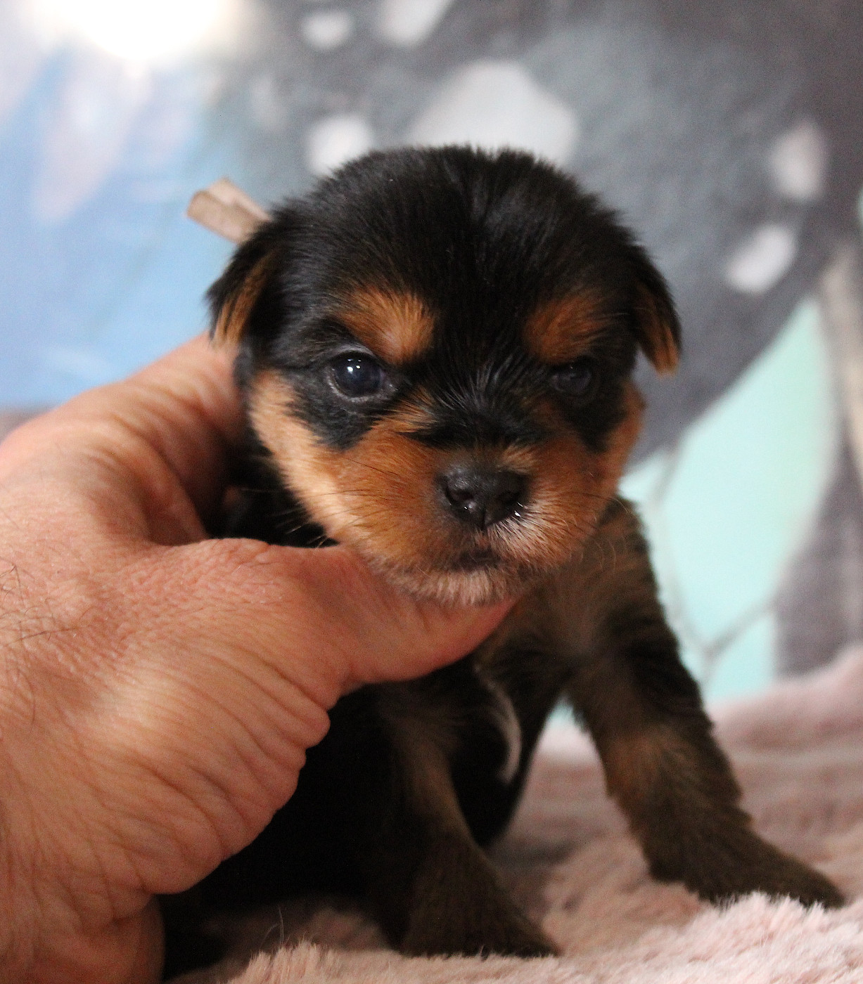 de La Maison De Folie - Chiots disponibles - Yorkshire Terrier