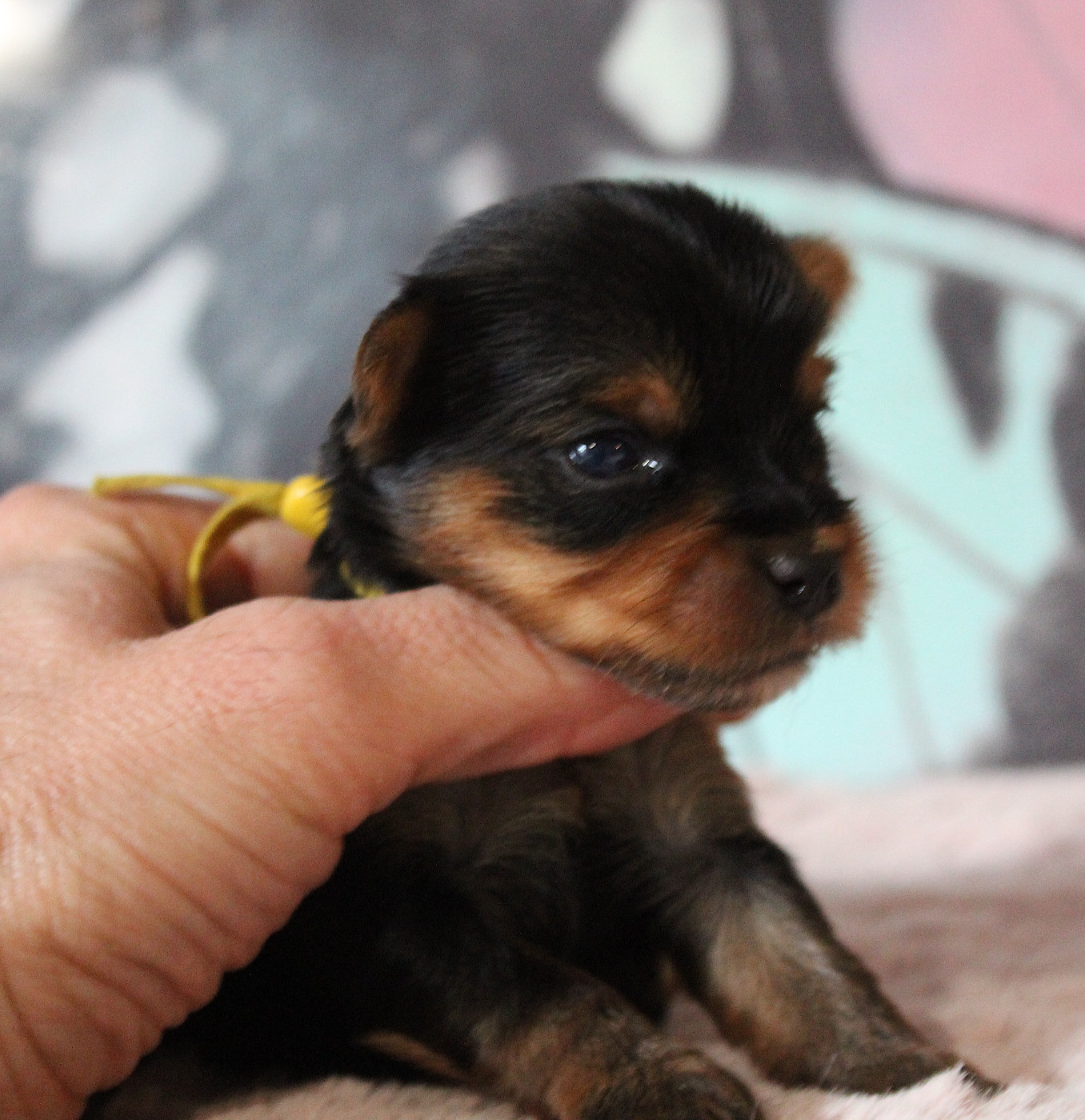 de La Maison De Folie - Chiots disponibles - Yorkshire Terrier