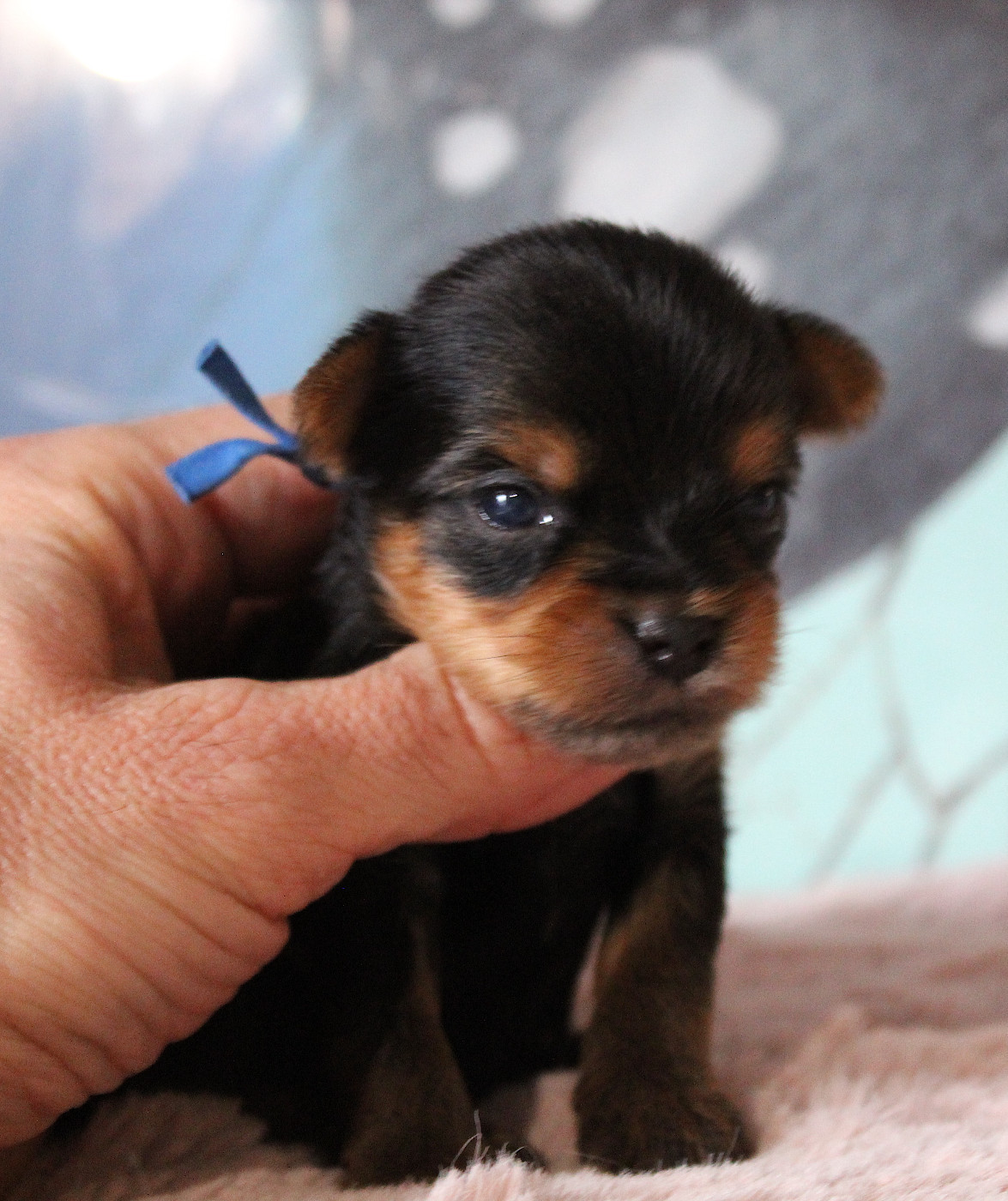 de La Maison De Folie - Chiots disponibles - Yorkshire Terrier