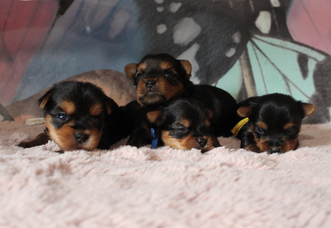 de La Maison De Folie - Yorkshire Terrier - Portée née le 25/12/2025