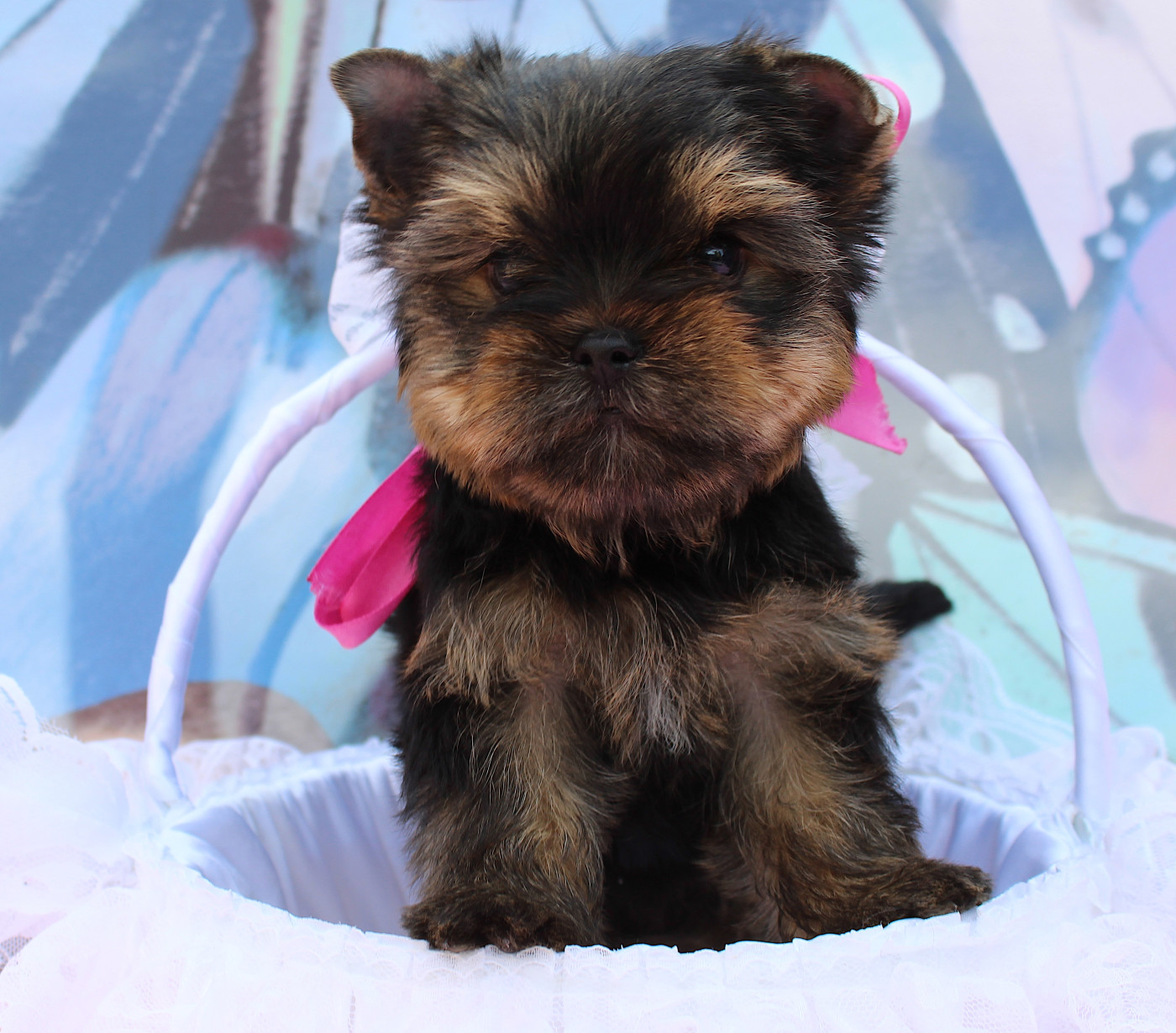 Chiot Yorkshire Terrier de La Maison De Folie