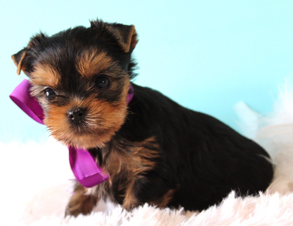 de La Maison De Folie - Yorkshire Terrier - Portée née le 28/01/2022