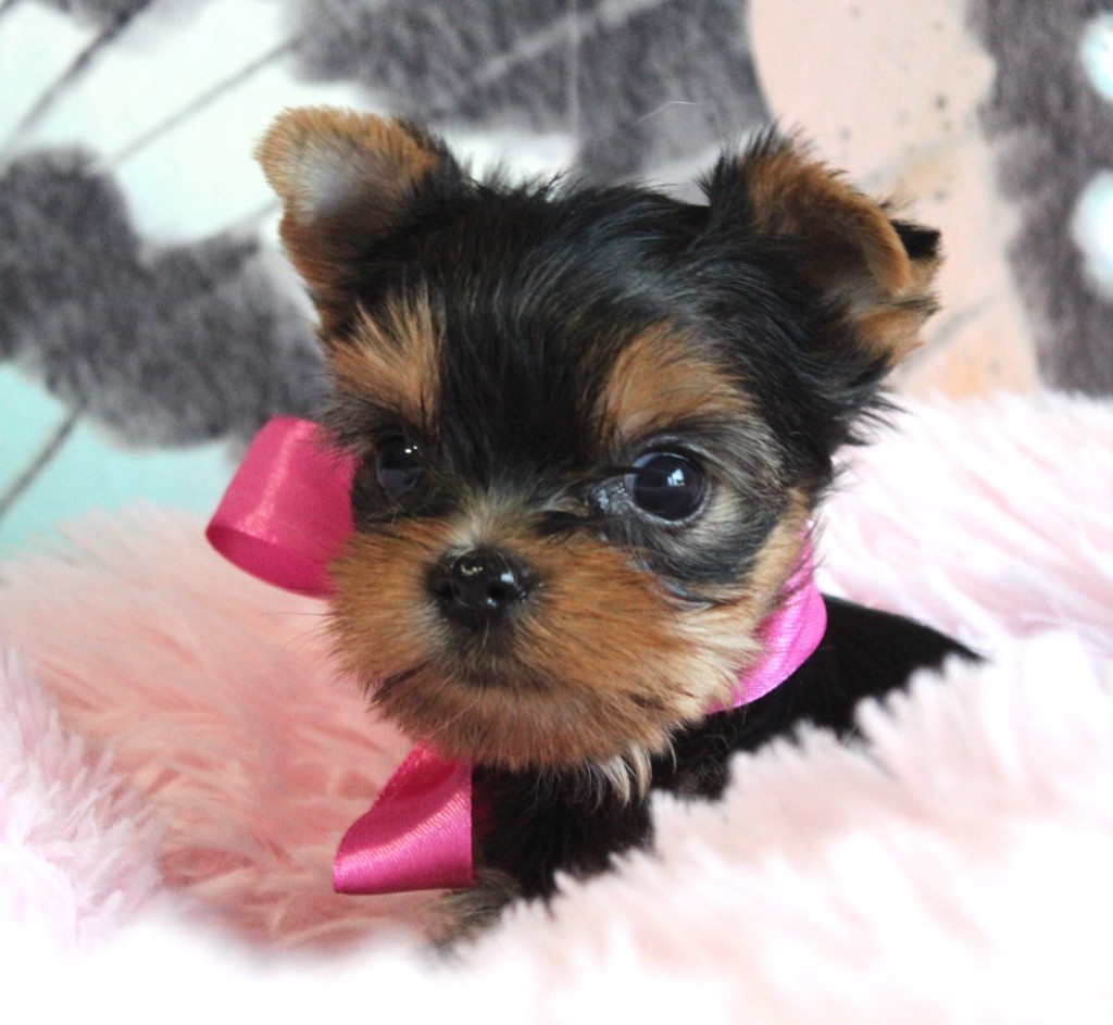 de La Maison De Folie - Yorkshire Terrier - Portée née le 04/11/2023