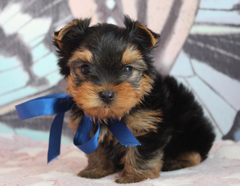 de La Maison De Folie - Yorkshire Terrier - Portée née le 30/04/2023