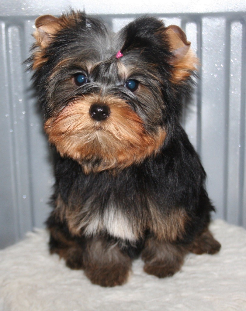 de La Maison De Folie - Yorkshire Terrier - Portée née le 28/10/2021