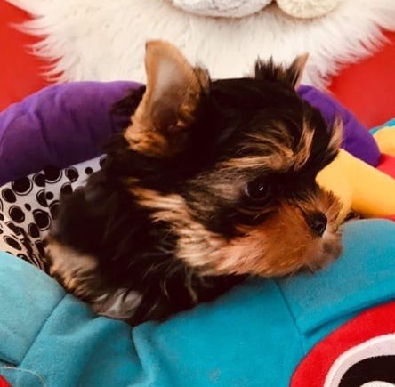 de La Maison De Folie - Yorkshire Terrier - Portée née le 02/11/2020