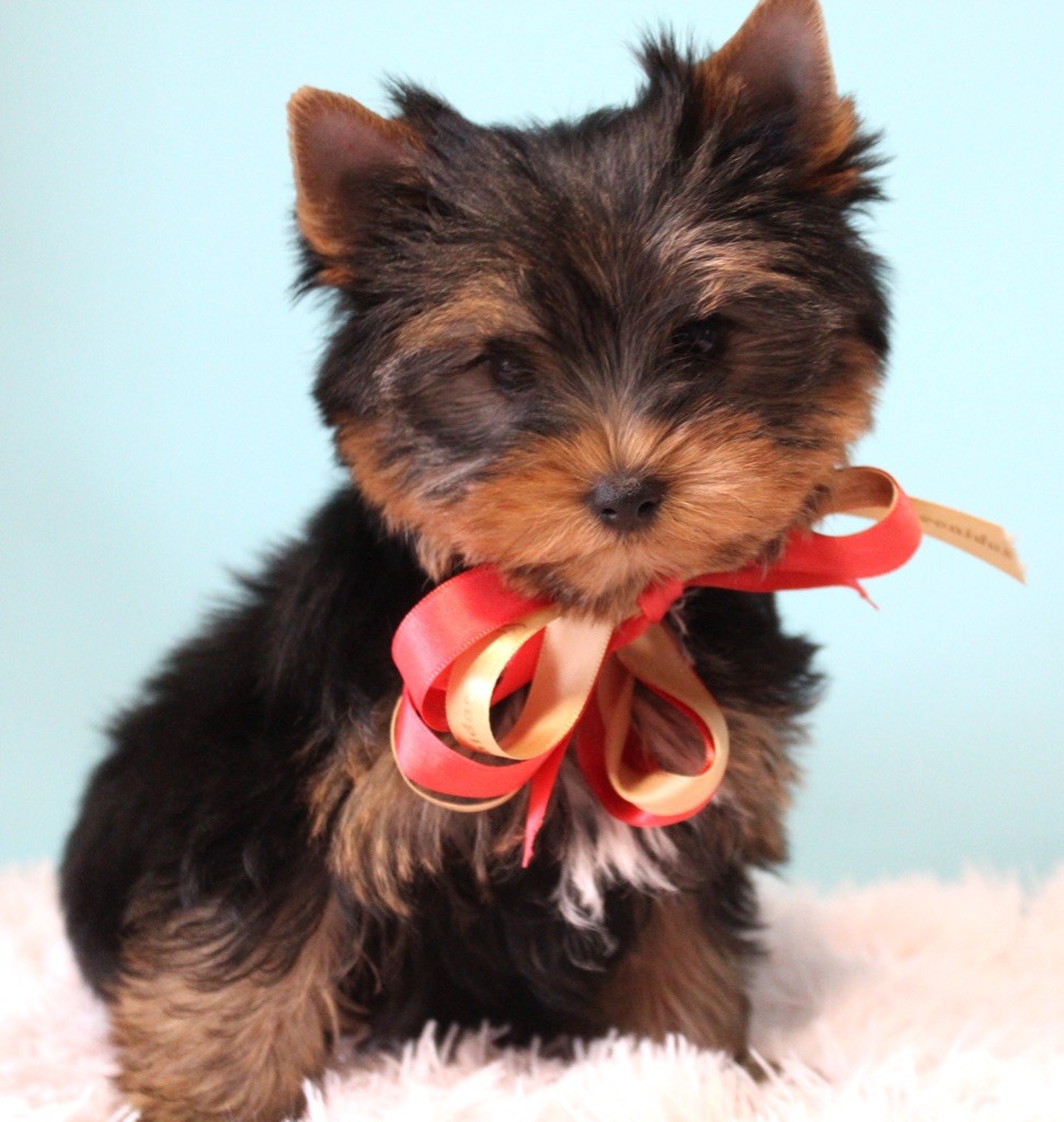 de La Maison De Folie - Yorkshire Terrier - Portée née le 08/08/2022