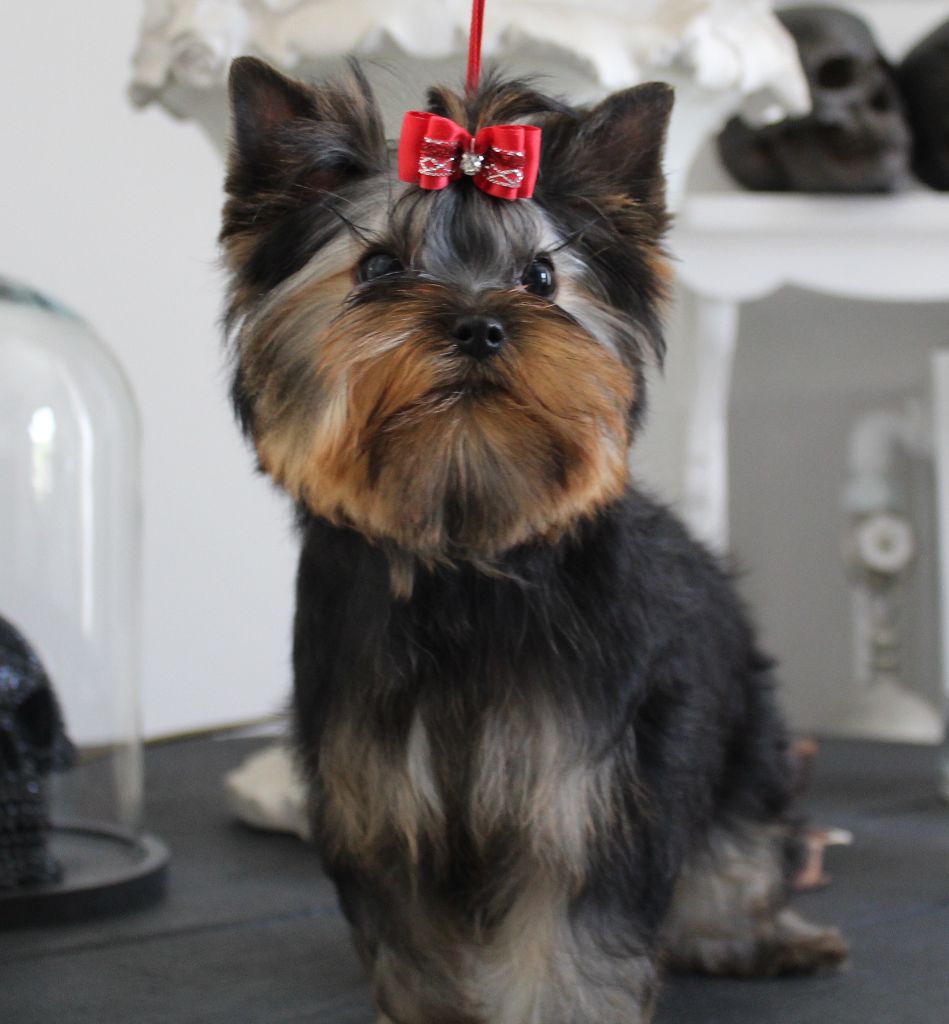 de La Maison De Folie - Yorkshire Terrier - Portée née le 16/02/2025