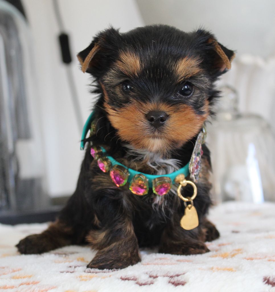 de La Maison De Folie - Yorkshire Terrier - Portée née le 16/02/2025